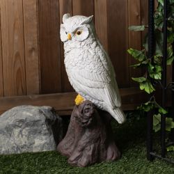 White Owl on Tree Trunk